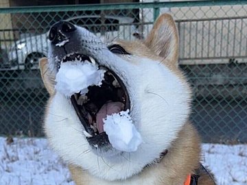 飼い主さんvsワンコの雪合戦に12万件のいいね！雪玉をすべてキャッチしたワンコに飼い主さん降参!?