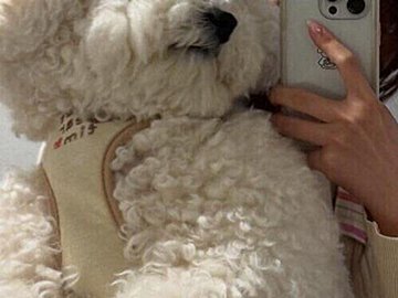 モフモフのぬいぐるみが2つ!?ビションフリーゼとビションプーのかわいいお散歩スタイルに6.3万いいね