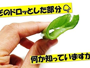 「ねぎのドロッとした部分」が出てきたら当たり⁉ねぎの栄養を丸ごとおいしく食べるポイントをご紹介！