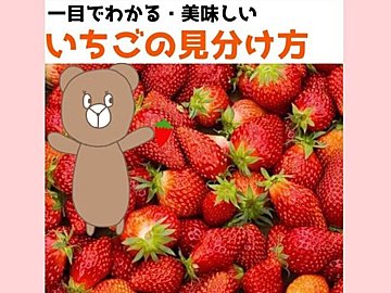 【旬食材】野菜のプロが教える、一目でわかるおいしいいちごの見分けかた