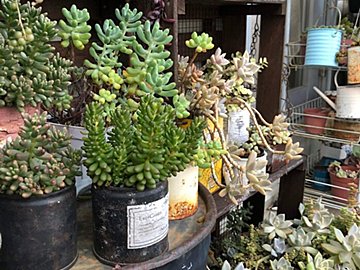 【多肉植物】初心者さん必見！知っておくと安心の「多肉植物の夏越し」基本ポイント3選