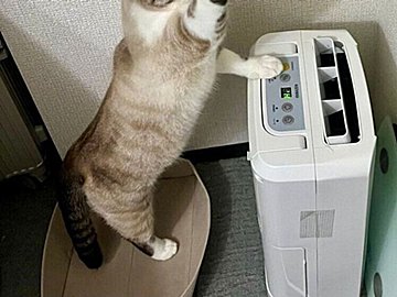 遊んでいるぬいぐるみを洗濯したら！文句を言うように鳴き、救出しに来た猫の姿に「必死でかわいい」の声