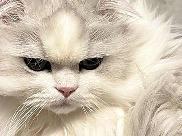 愛猫がエアコンの下で睡眠→衝撃の変身に「そうはならんやろ」と13万人が思わずツッコむ