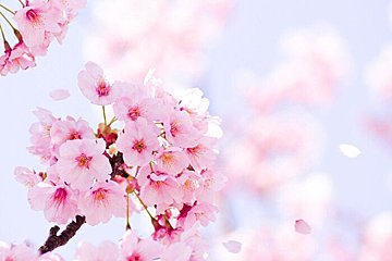 4月に金運を上げる必勝風水！お花見は自分の桜!?に会いに行こう