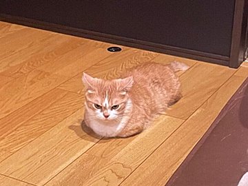 「怒ってないよ」と言われても信じられない！ 振り向いたときに見えた愛猫の表情、飼い主さんも驚いた理由とは