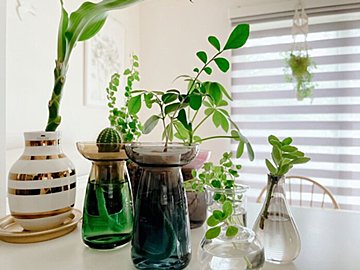 お手軽にリアルグリーンを楽しみたい！土を使わない3つの方法
