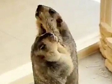 乱入？仲裁？あっちもこっちもギュイーン！子マーモットたちのケンカごっこがかわいすぎて目まぐるしい