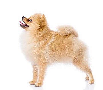 ポメラニアンの性格 飼い方のコツ 飼い主の悩みq A いぬのきもち 犬図鑑 いぬのきもちweb Magazine