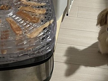 夜中の飯テロに敵わないのはワンコも同じ!?飼い主さんが作るオヤツの匂いに誘われたワンコがかわいすぎる