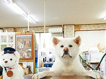 SNSで話題！もふもふがたまらない！「秋田犬の市役所」こと秋田犬保存会の犬たち