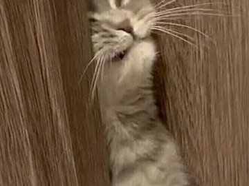 飼い主さんのいるトイレへ侵入する2匹のネコ「同じ顔している」ムギュっと挟まれた表情にいいねがとまらない