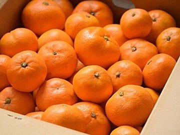 ヘタが緑色vs黄色、どっちのみかんが甘い？外見だけでみかんを見わける方法を野菜ソムリエが解説