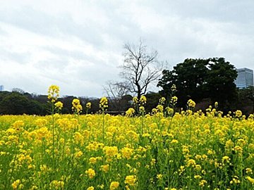 春は気圧が乱高下！めまぐるしい変化のワケと乗り切るコツを気象予報士が解説