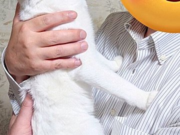 「オジサン」の抱っこを全力で拒否するにゃんこが話題に!!ジト目で前足を突っ張る姿に「正直ですなwww」と13万いいね