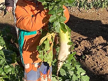 【旬の野菜】捨てないで！大根は葉も皮も栄養満点！節約＆エコにも◎！