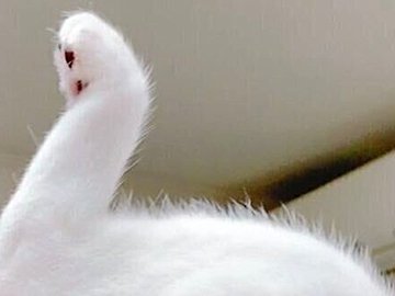 真っ白で美しい「白鳥」に見える写真、じつは猫の一発芸だった!?「お見事すぎるw」「騙された」と5.5万人が爆笑