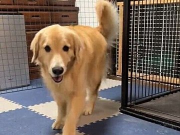 スマホで撮影されることにうんざりした大型犬　遊んでいるところを撮影しようとした飼い主に強烈なパンチで抗議
