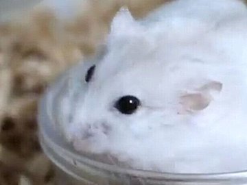 ピコピコ動く後ろ足がたまらない！お皿にハマってしまったハムスターがかわいすぎて癒やされる人続出