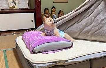 「一緒に寝ないの？」布団の中で飼い主さんを待ちわびるワンコの可愛さに、12.1万人がキュン！