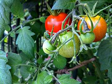 知らずに食べちゃダメ！効果が倍増する「トマト」の選び方＆好相性な野菜とは？