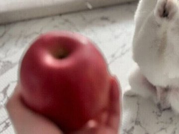 大好物のリンゴをもらったと聞いた、ポメラニアンの仕草がかわいすぎる！「おりこうさん」の声と7.4千件いいね