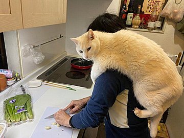 「えっ、そこに乗るの？」飼い主さんが料理中のニャンコの居場所に、2.6万人が大爆笑！