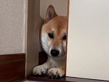 お散歩に誘われた柴犬「行きたくないけど置いていかれるのも嫌」とモジモジ悩む姿がかわいすぎる