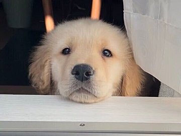 洗濯物を干す飼い主を、欠かさずみつめるゴールデン・レトリバーに、1.4万人がほっこり。生後3カ月の頃から変わらない、優しいまなざし&ルーティンに注目！