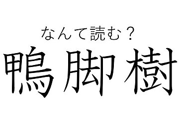 言われてみると確かに似ているかも！難読漢字「鴨脚樹」はなんて読む？