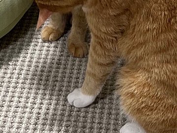 にゃんこがにゃんこにまさかの“カツアゲ”!?肩に前足をかけて、顔をのぞきこむ姿が「もうそれにしか見えない」と話題に！