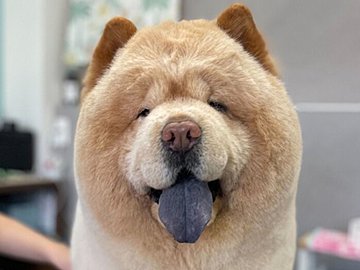 ニコニコでトリミング中のワンコ「預ける前は嫌がるのに」豹変ぶりは飼い主さんへの気遣いだった!?