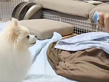 手品に驚くわんこ。人間みたいに二度見する完璧なリアクションに「かわいい」が止まらない！