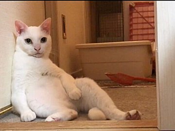 くしゃみを連発するネコから、「中身が飛び出た」!?二度と撮れない衝撃動画に2.3万人の笑いが止まらない！