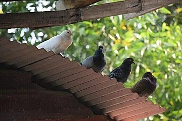 ゴキブリ発生の原因にも!?鳩の「糞害」は深刻な被害をもたらす危険性がアリ