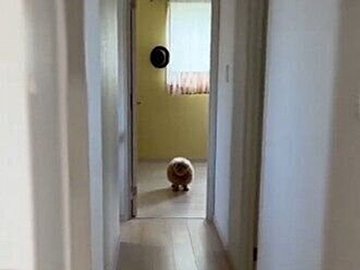 シャンプーを察したプードルに3.3万いいね。目が合っているのに落ち着いた様子で「なかったことに」