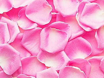 「廃墟になっていませんように」祈りながら着いた先は極楽!?一面のピンク色に1万件のいいね