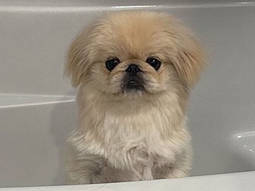 愛犬をシャンプーしたら→「サンバイザー」が爆誕!!ふだんとのギャップに、飼い主と3.1万人の笑いが止まらない