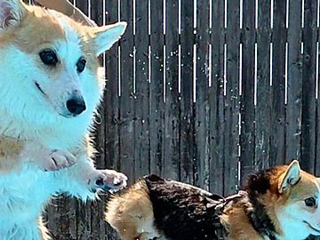 「コーギーの多様性」!?プールに飛び込む2匹のコーギーが話題に！【スカイダイビング型】と【飛び込み競技型】の個性が光る写真に、11万いいね