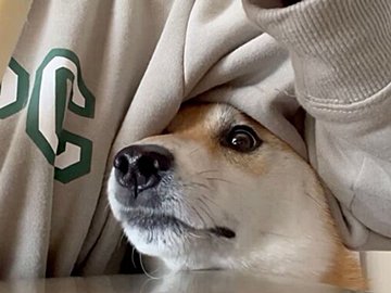 飼い主のチーズを見つめる柴犬。チーズが裂けた瞬間、目をまんまるにして驚くかわいすぎる反応に、4万人が「たまらない」と夢中に！