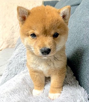 子犬の成長はあっという間 とっても可愛いパピー期を振り返ると いぬのきもちweb Magazine