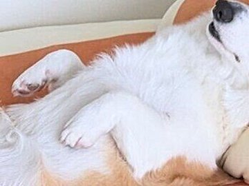 食事が終わるのを待つコーギー→その姿に飼い主が思わず「怖いよ」とコメント…かわいいと恐怖が入り混じる姿に13万いいね