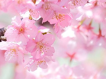 見るだけじゃもったいないかも!?意外と知らない桜のチカラ