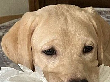 飼い主の目を引くために、あるものを咥えて遊びに誘うラブラドール・レトリバー。その様子に「ワイルド過ぎる〜」の声と1.1万件のいいね