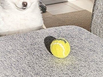 ボールをじっと見つめる犬「遊んでほしいの？」16万件以上のいいねを集めた健気な姿に注目