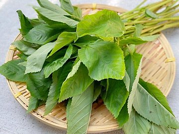 モロヘイヤ のおすすめレシピ38選 独特のネバネバ食感を生かしたおかず おつまみから汁物までご紹介 サンキュ モロヘイヤ のおすすめレシピ38選 独特のネバネバ食感を生かしたおかず おつまみから汁物までご紹介 サンキュ