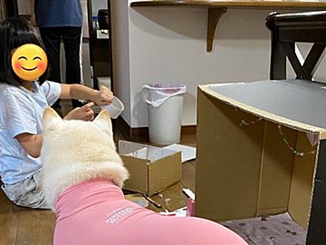 10歳娘が、白柴のために段ボールで部屋を手作り！子どもならではの純粋な優しさに「心が温まる」「愛だ」とほっこりする人続出