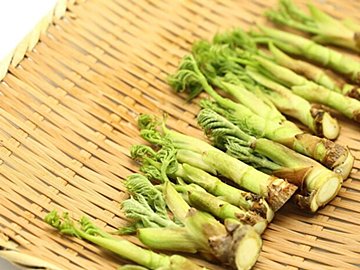 【旬食材】めったに買わないから悩ましい山菜の王様！失敗しないタラの芽の選びかたを野菜ソムリエが解説