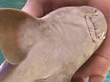 サメ…いや、これはもはや犬!?手のひらに甘えにくる姿が「かわいすぎる」「すごい」と8.4万いいね