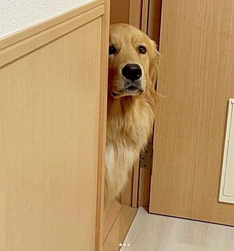 お仕事部屋は立入禁止 飼い主との約束を守り ギリギリの場所から 圧 をかける犬が健気すぎる いぬのきもちweb Magazine