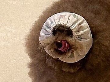 全身モコモコのトイプードルがスヌードを付けると小顔に?!普段とご飯中のギャップが可愛すぎると5.3万件のいいね